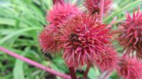 Снимок на фотоаппарат Canon PowerShot SX260 HS