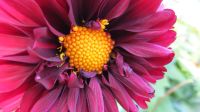 Снимок на фотоаппарат Canon PowerShot SX260 HS