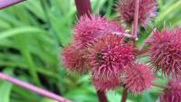 Снимок на смартфон Nokia 808 PureView