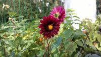 Снимок на смартфон Nokia 808 PureView