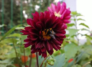 Снимок на смартфон Nokia 808 PureView